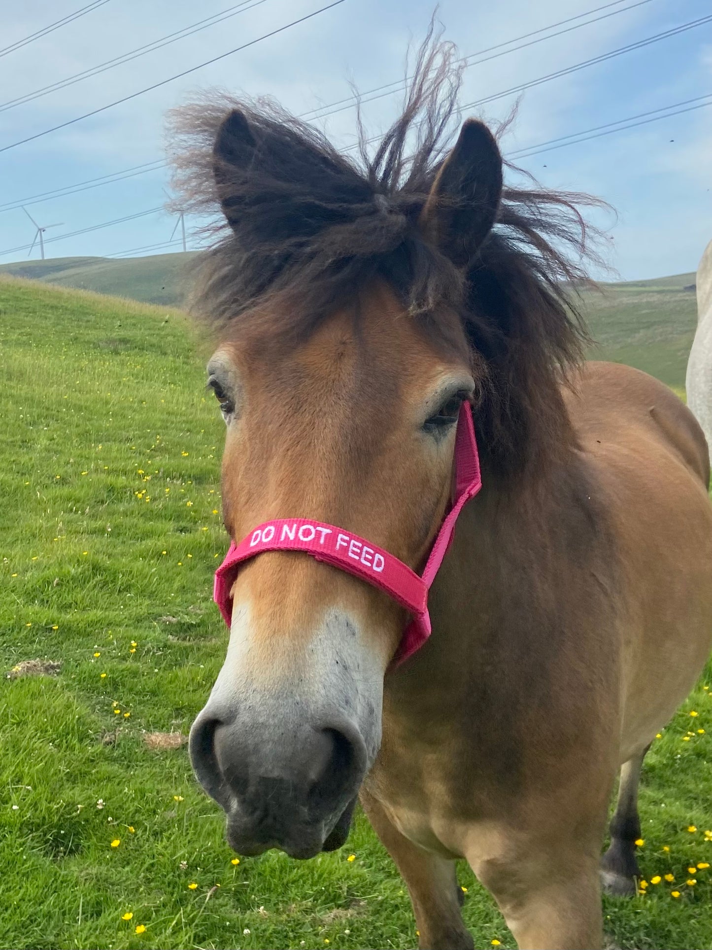 Rhinegold (Metal Free) Field Safe Headcollar