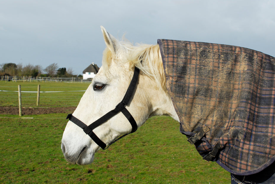 Rhinegold (Metal Free) Field Safe Headcollar