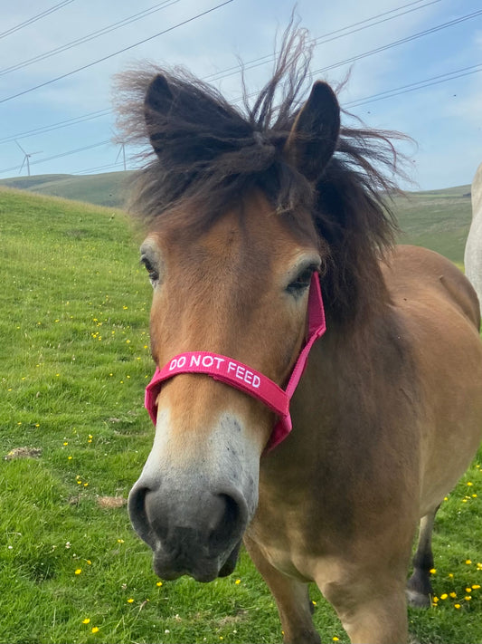 Rhinegold (Metal Free) Field Safe Headcollar